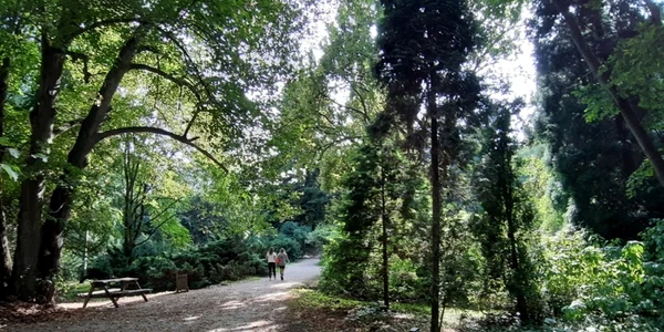 parcul dendrologic din simeria foto daniel guta adevarul