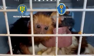 Maimuțe transportate fără documente Poliția de Frontieră mp4 thumbnail png
