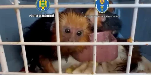 Maimuțe transportate fără documente Poliția de Frontieră mp4 thumbnail png