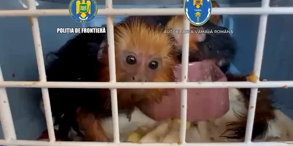 Maimuțe transportate fără documente Poliția de Frontieră mp4 thumbnail png