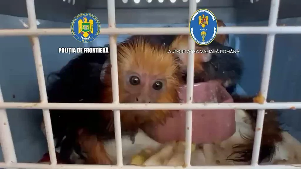 Surpriză la frontieră în portbagaj. Femei din Ucraina încercau să intre în România cu patru maimuțe