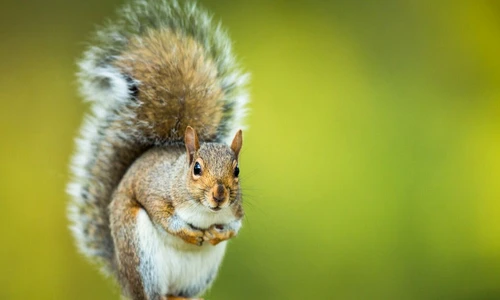 1 81068 original jpg jpeg