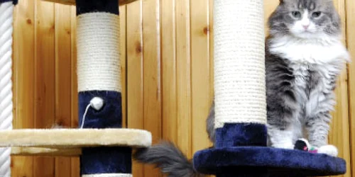 Vând casă de vacanţă pentru câini şi pisici!