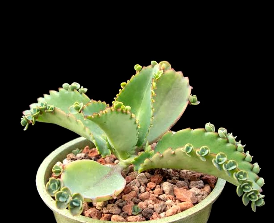 Pălăria mexicană este o plantă perfectă pentru baie