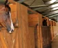 veterinar bistrita 5