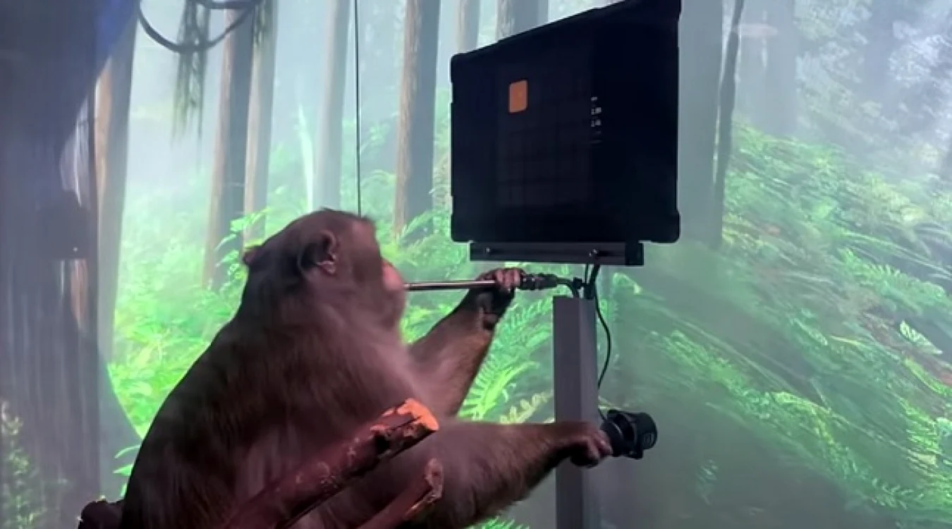 Maimuta care joaca ping pong  FOTO captura video Neuralink