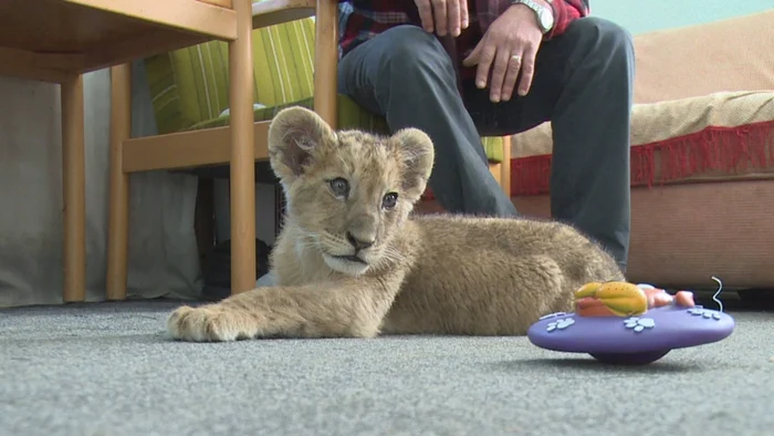 Puiul de leu Regele Paraschiv creşte în biroul dirrectorului Grădinii ZOO Bârlad