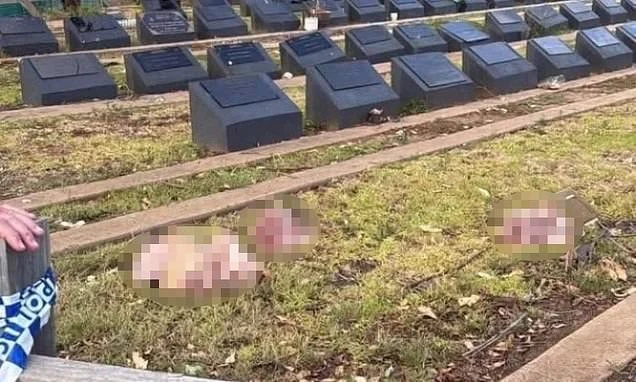 Capete de porc aruncate pe morminte musulmane în Sydney, după atacul terorist de pe Plaja Bondi: „Nu face decât să alimenteze furia, durerea și divizarea”