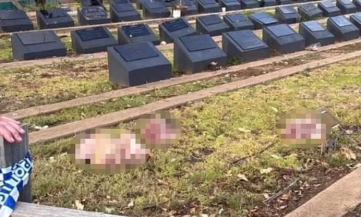 Capete de porc aruncate pe morminte musulmane în Sydney FOTO: X/ @DailyMail