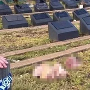 capte de porc pe morminte foto Daily mail jpeg