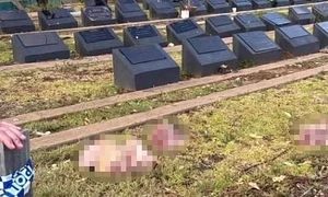 capte de porc pe morminte foto Daily mail jpeg