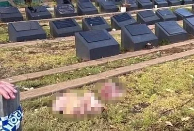 capte de porc pe morminte foto Daily mail jpeg