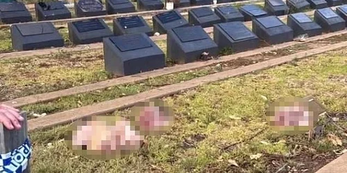 capte de porc pe morminte foto Daily mail jpeg