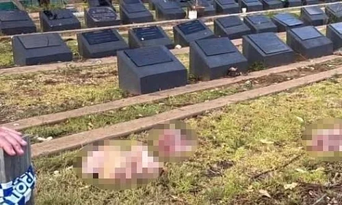 capte de porc pe morminte foto Daily mail jpeg