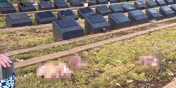capte de porc pe morminte foto Daily mail jpeg