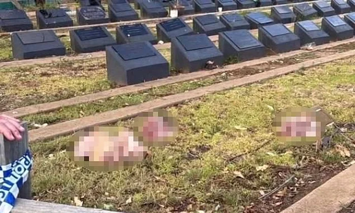 Capete de porc aruncate pe morminte musulmane în Sydney FOTO: X/ @DailyMail