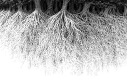 iluzie optica padure  jpg