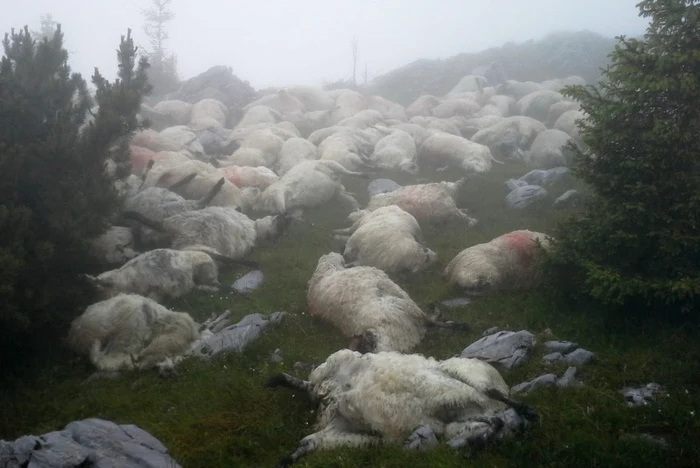 Cadavrele oilor vor fi luate de pe munte. FOTO: ARHIVĂ.