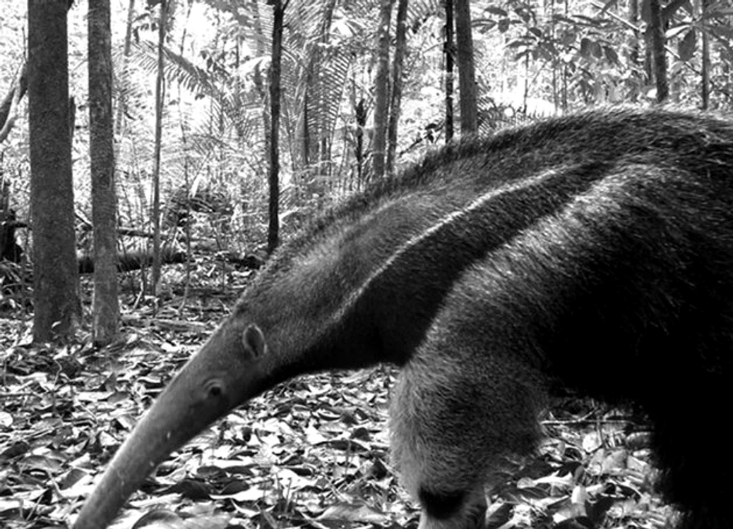 Animale fotografiate în sălbăticie (Foto: AP)