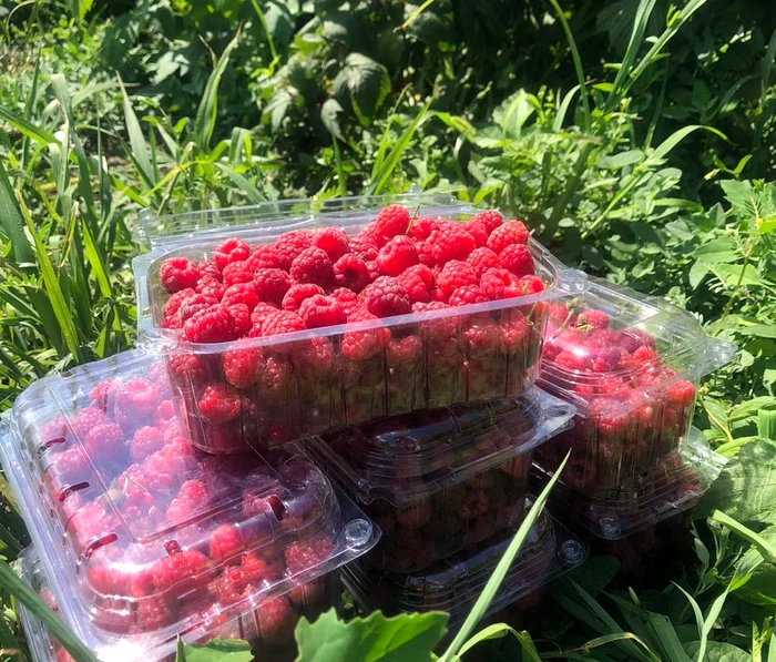 Zmeura este distribuită cumpărătorilor în caserole FOTO: Boabe Dulci/FB