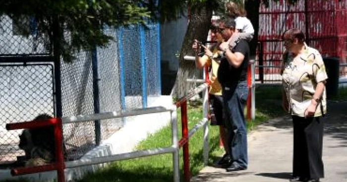 Braşov: Intrare liberă la Zoo