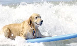 Mrrr! Scarpină mă!  (Fotografii:photoland / wenn) jpeg