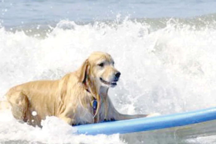 Mrrr! Scarpină-mă! (Fotografii:photoland / wenn)
