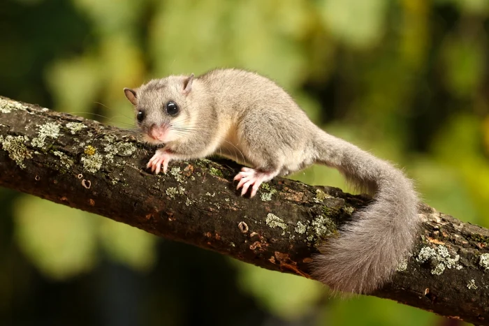 Braconajul este o practică obişnuită în masivul Aspromonte din Calabria, Foto: Shutterstock