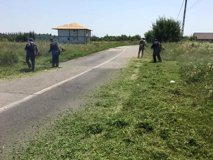 Planta provoacă alergii puternice la sfârşit de august început de septembrie FOTO Arhivă