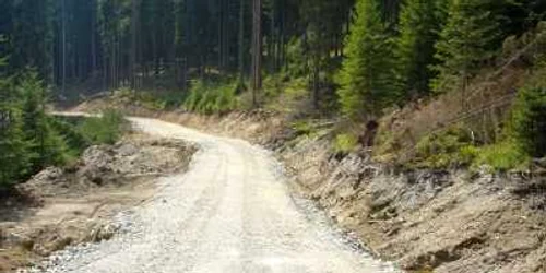 Unul dintre drumurile forestiere ce urmează a fi amenajat
