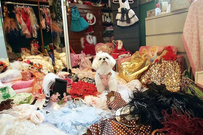 
    Căţeluşa Bella Mia  