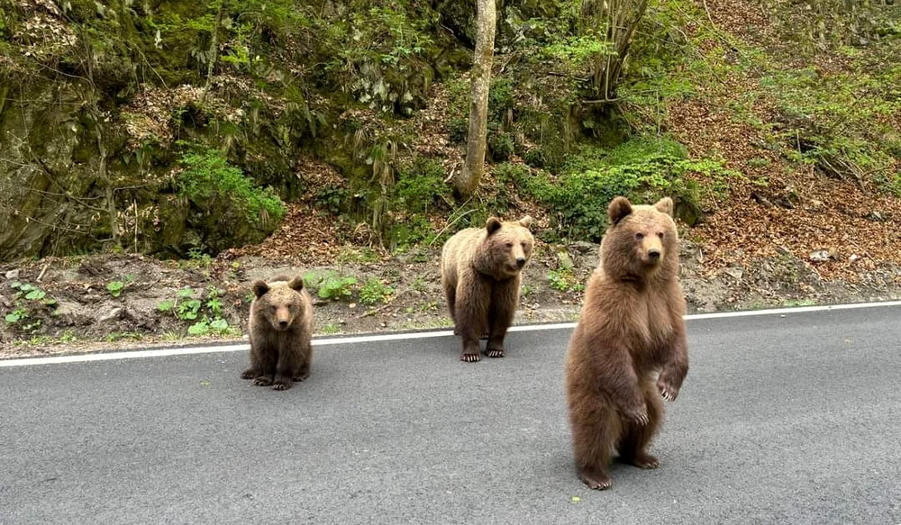 Urși pe Transfăgărășan Foto: Asociația Montană Vidraru/Facebook