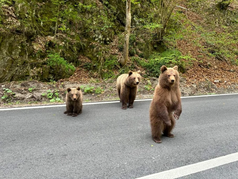    Numărul urșilor a explodat în România FOTO Asociația Montană Vidraru