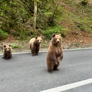 ursi pe Transfagarasan Foto Asociatia montana Vidraru jpg