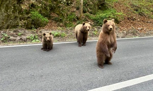 ursi pe Transfagarasan Foto Asociatia montana Vidraru jpg