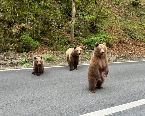 ursi pe Transfagarasan Foto Asociatia montana Vidraru jpg