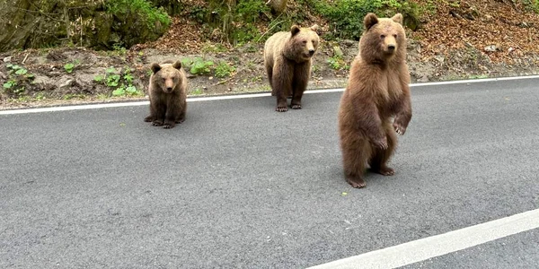 ursi pe Transfagarasan Foto Asociatia montana Vidraru jpg