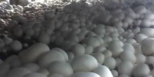 Producţia autohtonă de ciuperci a crescut cu peste 50%