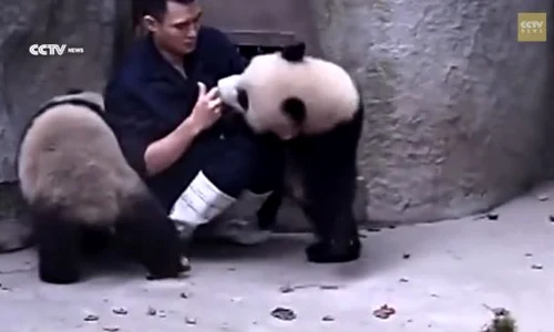 panda 0 jpeg