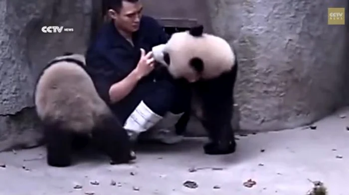 Cei doi urşi panda nu vor să îşi ia medicamenteleFoto: Captură Youtube