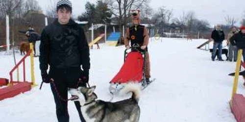 Patrupedele din Satu Mare au învăţat să tragă sania