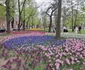 Lalele în Parcul Justiției FOTO Ștefan Both