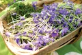 30 31 sanatate violets and garden trug 0 jpeg