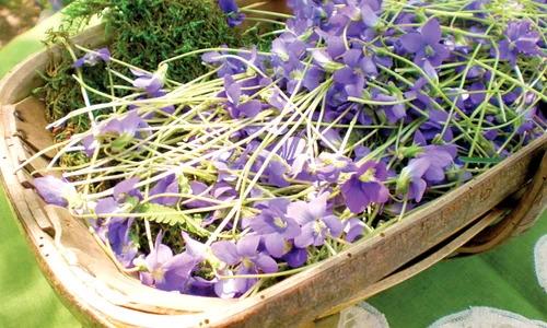 30 31 sanatate violets and garden trug 0 jpeg