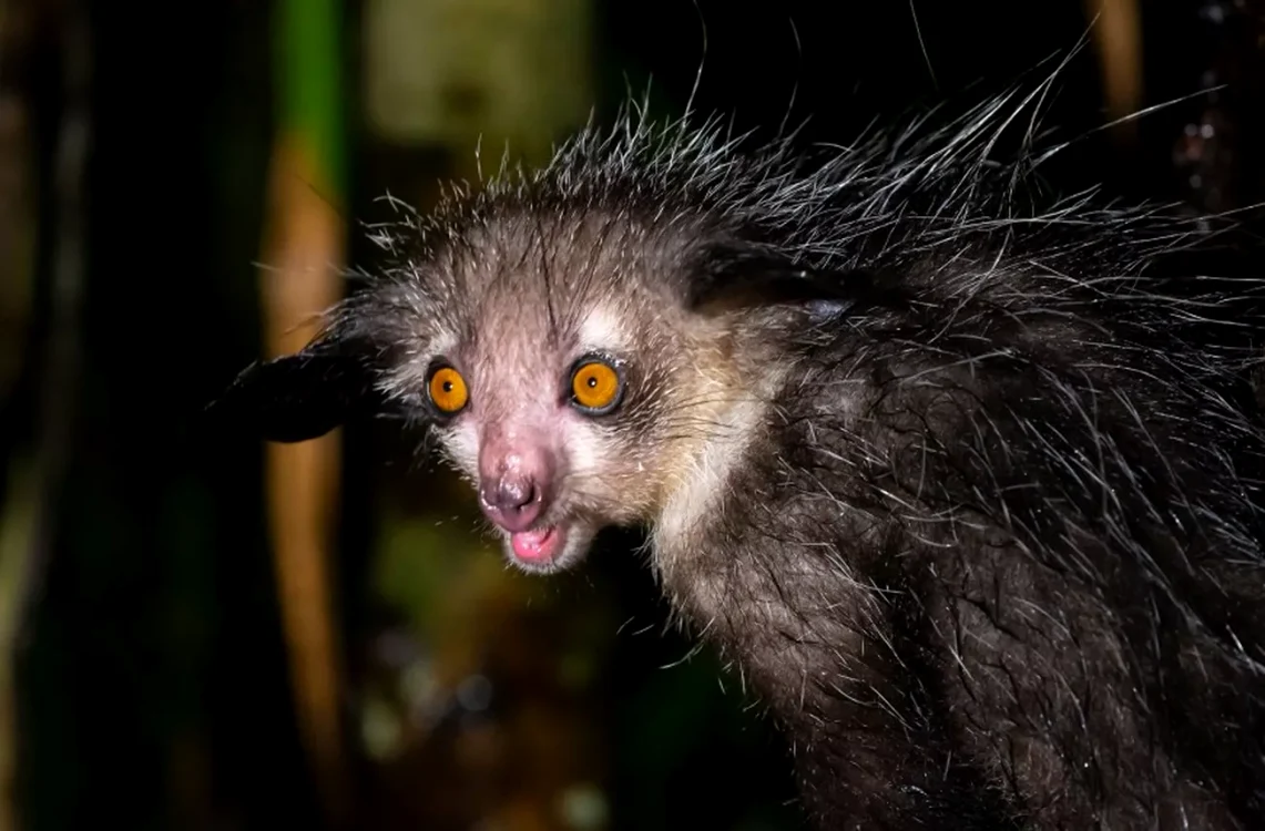 „Aye-aye” se traduce ca „nu știu”