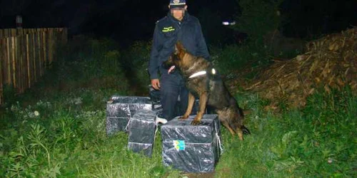 tigari de contrabanda