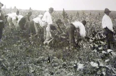 Ţăranul român din secolul al XIX lea, văzut de medicii vremii: „Nu face baie niciodată” jpeg