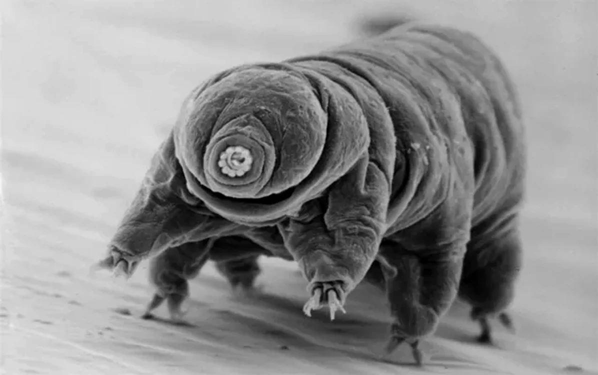 Tardigradele sunt cele mai rezistente animale de pe planetă. / foto: NPS/Diane Nelson