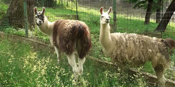 lama la zoo hunedoara foto primaria hunedoara