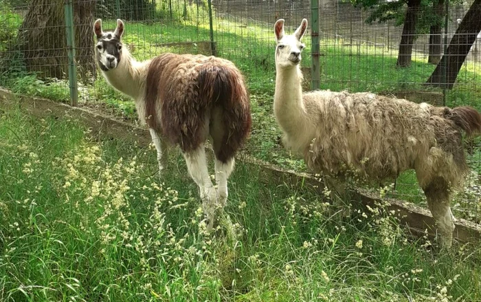 Lame la Zoo Hunedoara. Foto: Primăria Hunedoara.